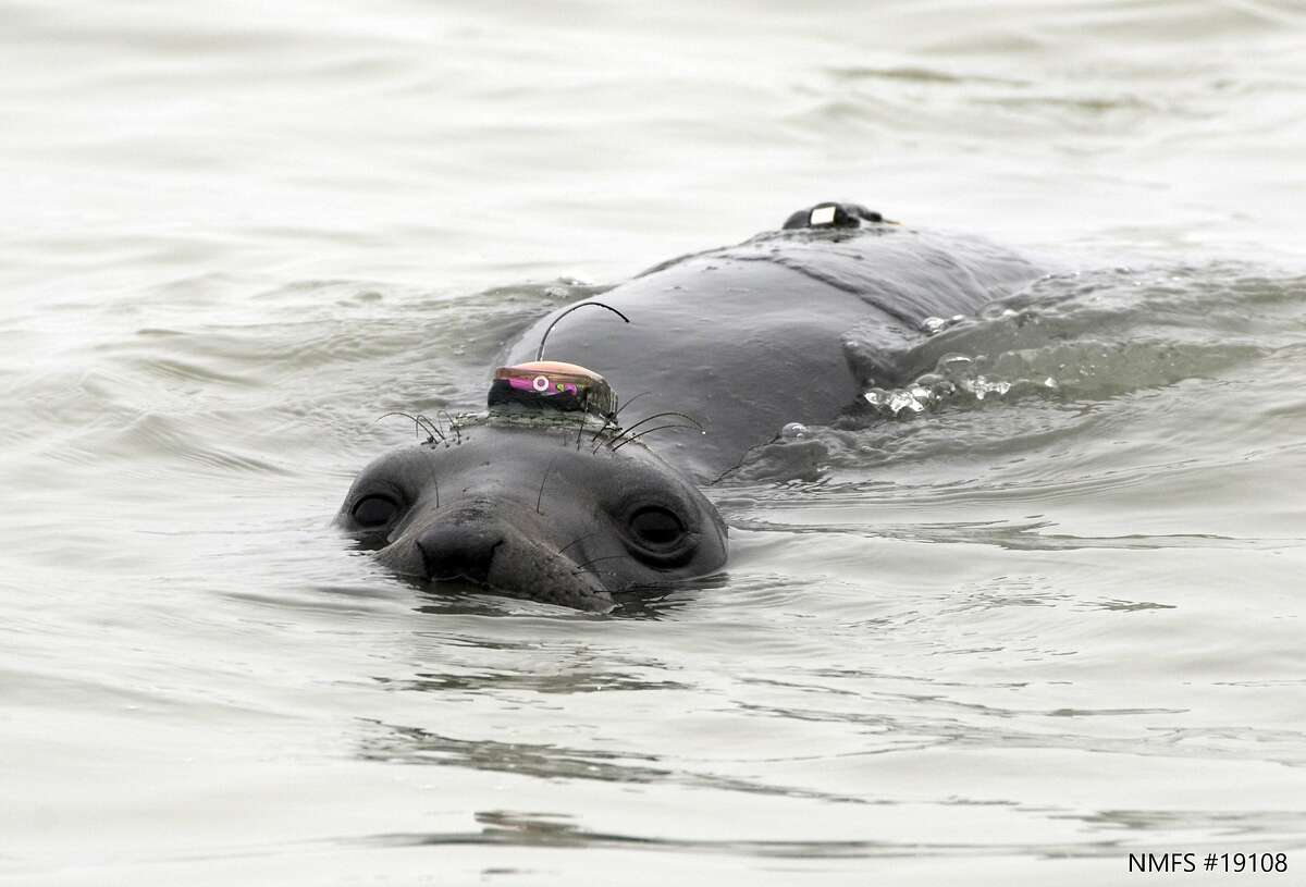 California elephant seals battle fear, hunger in epic migration across