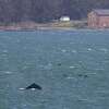 A photo of the humpback whale seen in the San Francisco Bay this week, taken along East Rd. in Sausalito.
