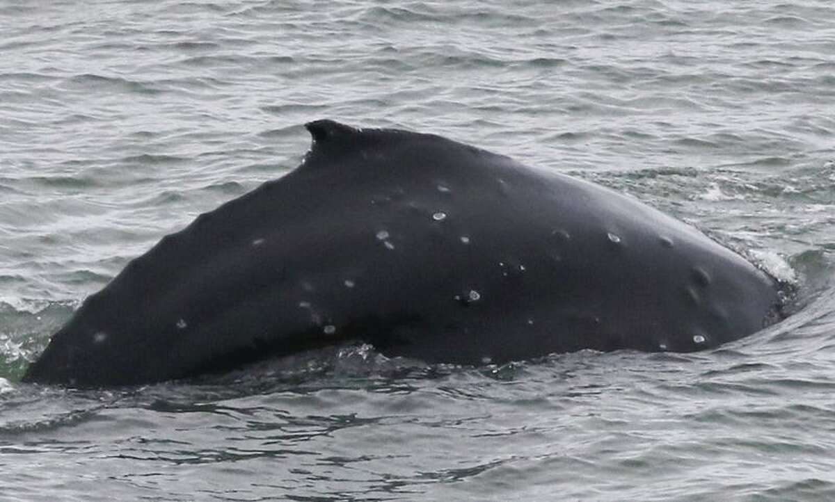A photo of the humpback whale seen in the San Francisco Bay this week, taken along East Rd. in Sausalito.