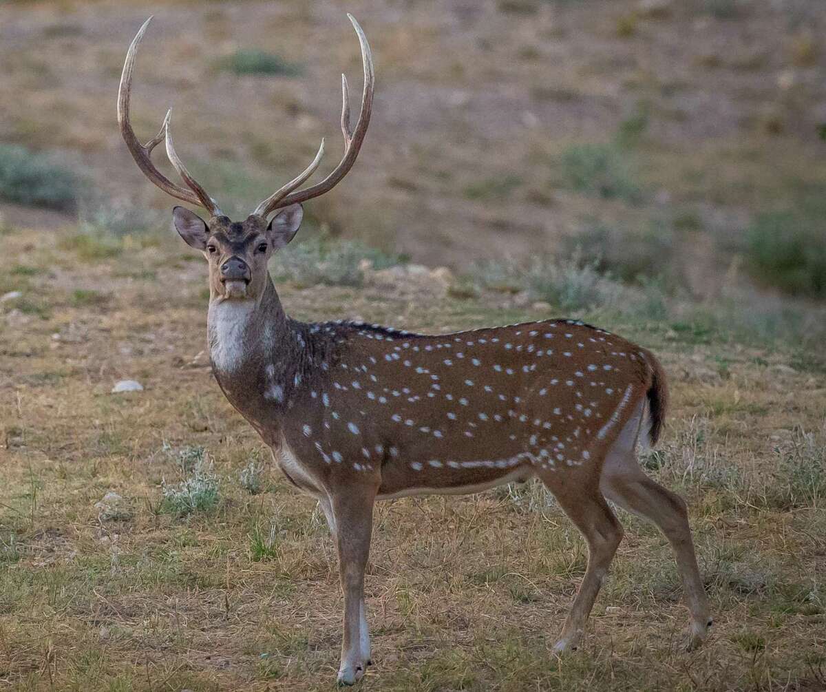 Like feral hogs, Texas’ exotic axis deer can be destructive, but they ...