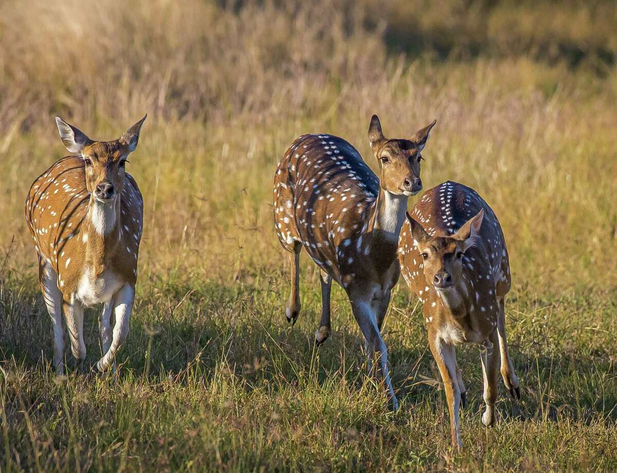 Like feral hogs, Texas’ exotic axis deer can be destructive, but they ...