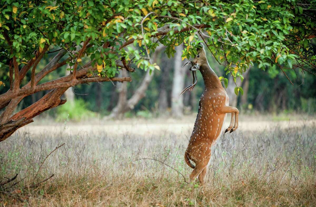 Like feral hogs, Texas’ exotic axis deer can be destructive, but they