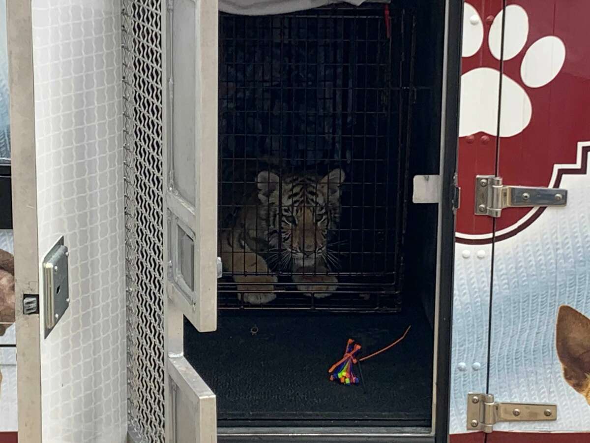 Authorities seized a tiger and a bobcat Tuesday from a Southeast Bexar County home.