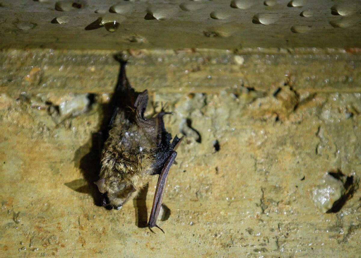 Whitenose syndrome has killed millions of bats. Here’s how Texas