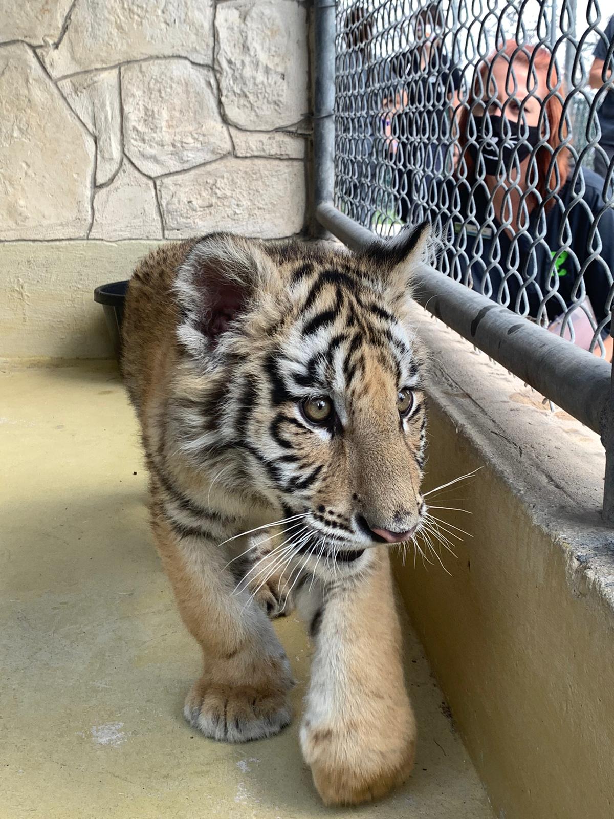Why does San Antonio have so many wannabe Tiger Kings? - Vimarsana News