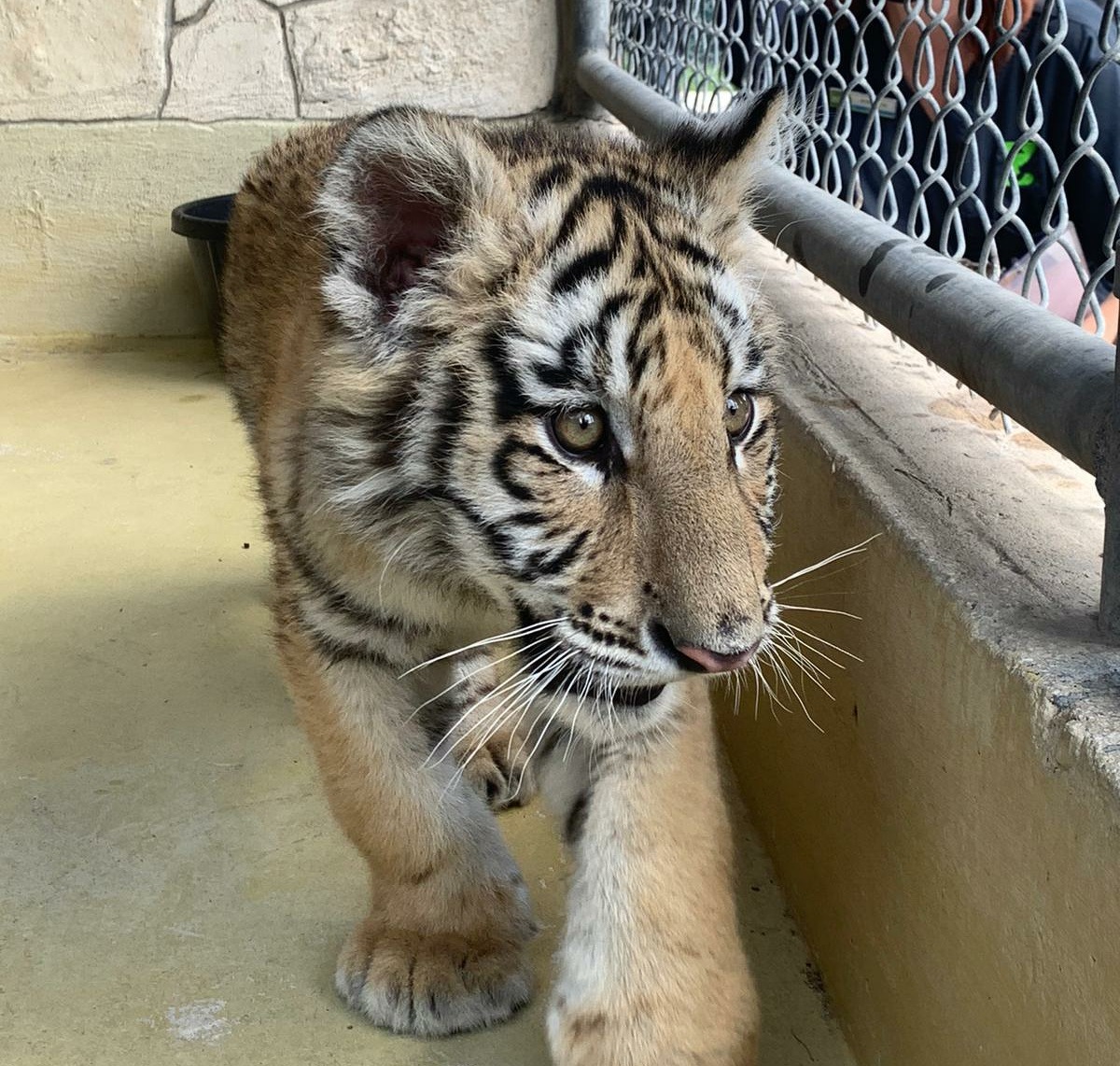 The San Antonio Zoo shared images of the tiger and bobcat rescued earlier.