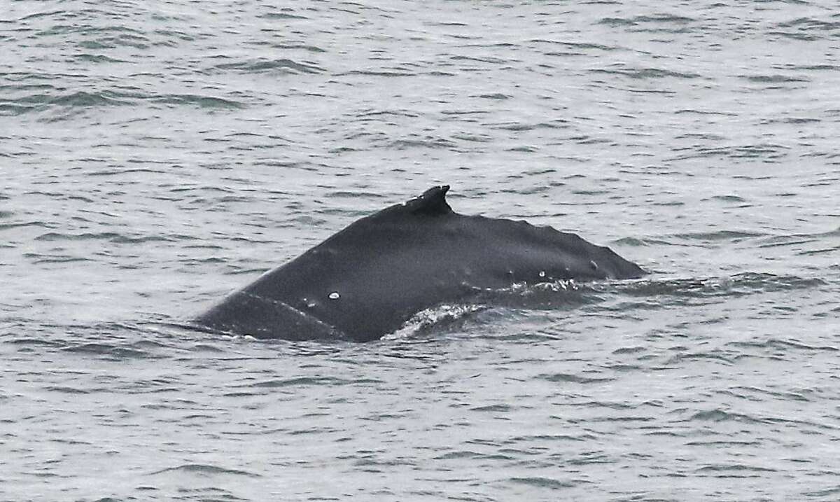A young humpback whale has been hanging out in San Francisco Bay for the past week.