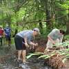 Volunteers from Trout Unlimited affix discarded Christmas trees to the banks and bed of the Mill River in an effort to restore its banks and natural flow in August of 2018.