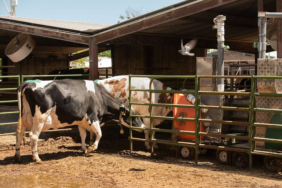 An open-air contraption measures the methane in the cattle’s breath.