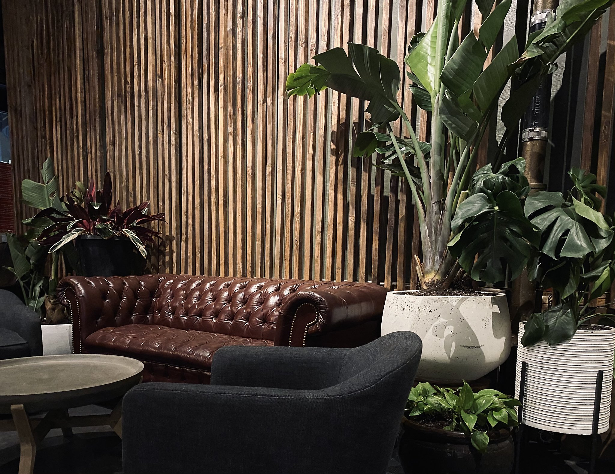 San Francisco's newest cocktail bar features plants, plants and more plants - Vimarsana News