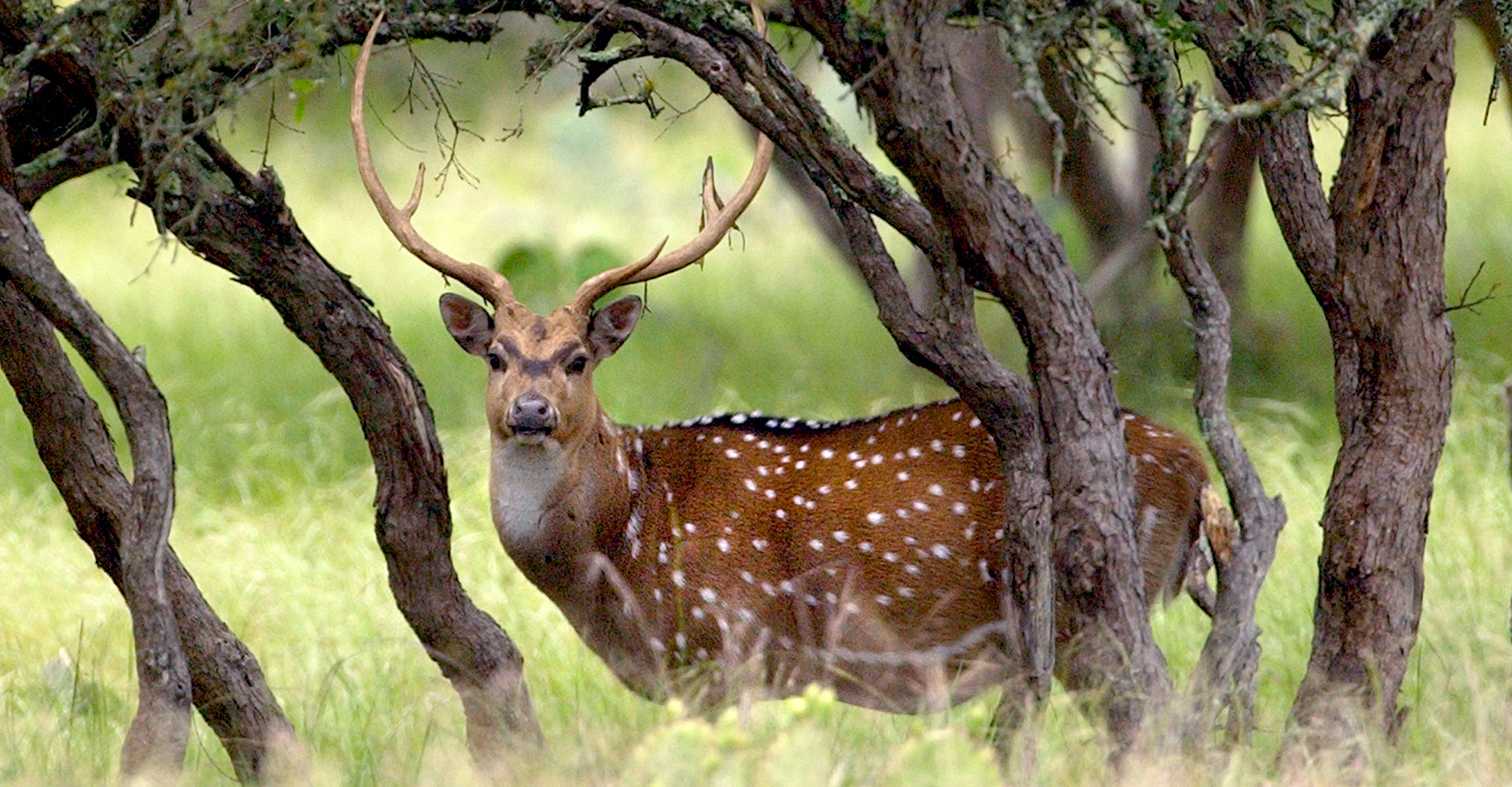 How Texas’ exotic game were devastated by the winter storm