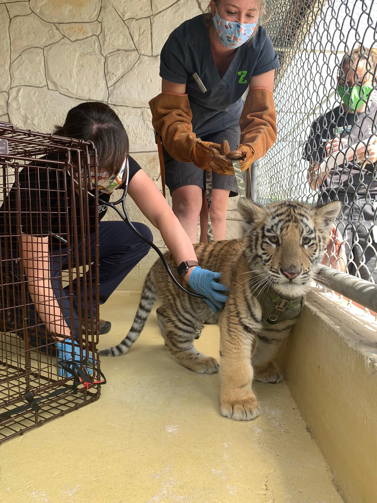 Tiger cub and bobcat seized from home were in poor health, San Antonio zoo says - Vimarsana News