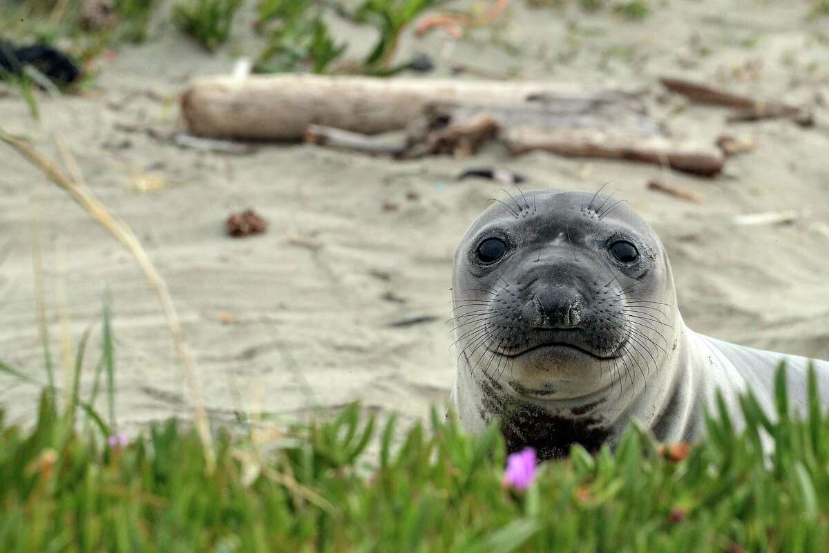 A juvenile seal keeps watch at Drake’s Beach in Point Reyes National Seashore. New research looks at the seals’ migration halfway to Japan.