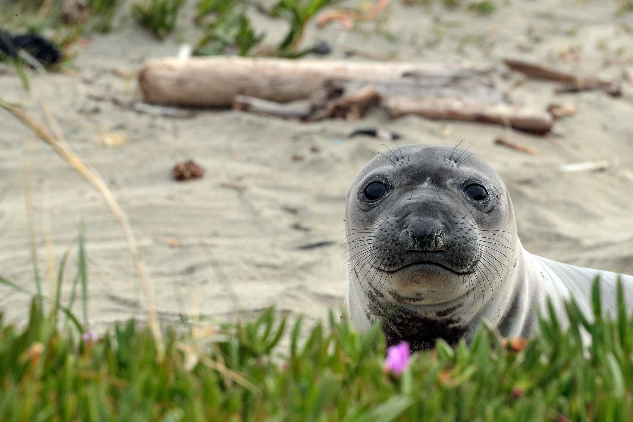 California elephant seals battle fear and hunger in their epic migration across the Pacific - Vimarsana News