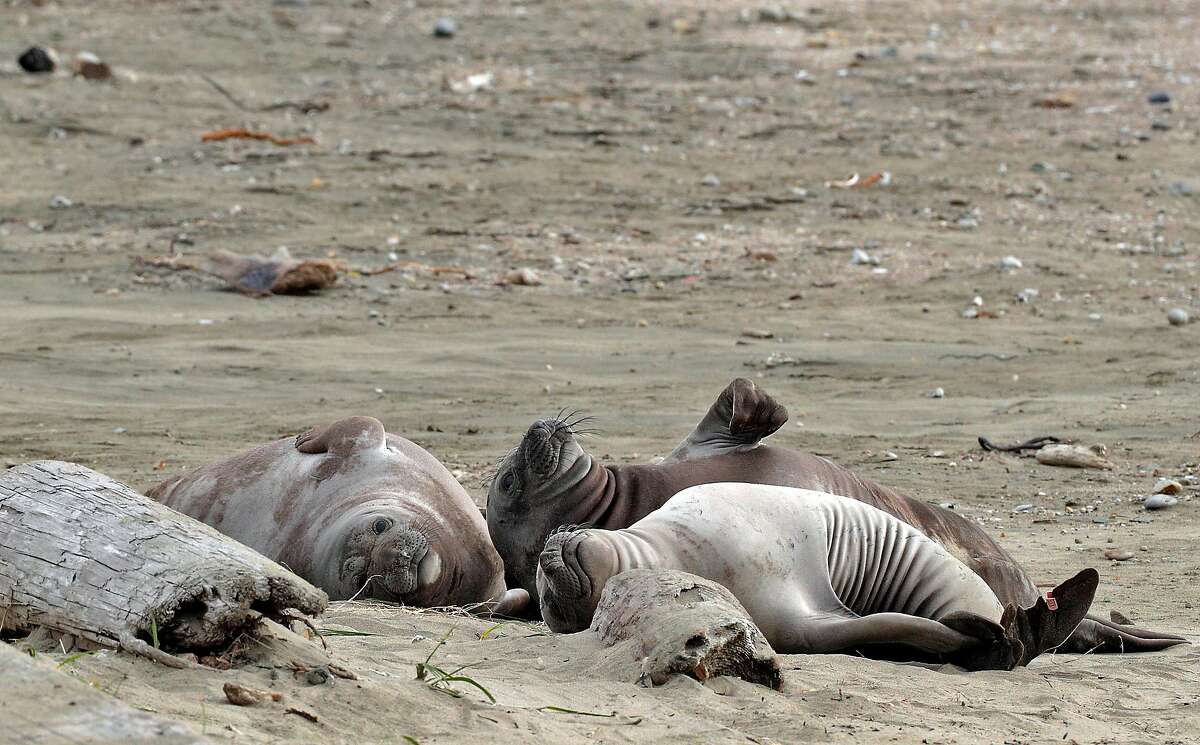 Elephant seals' map sense tells them when to head 'home