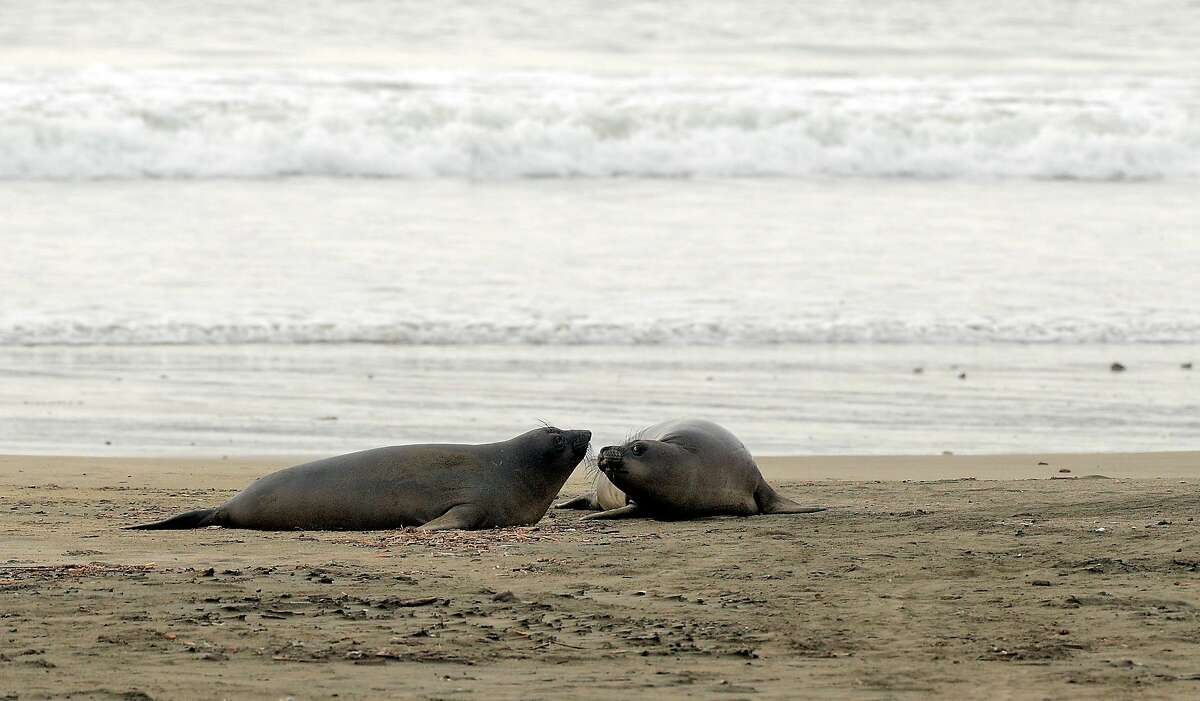 Two juvenile elephant seals on the beach at Drake’s Beach in Point Reyes National Seashore. Their mothers will embark on a seven-month sea journey to fee and — they hope — evade predators.