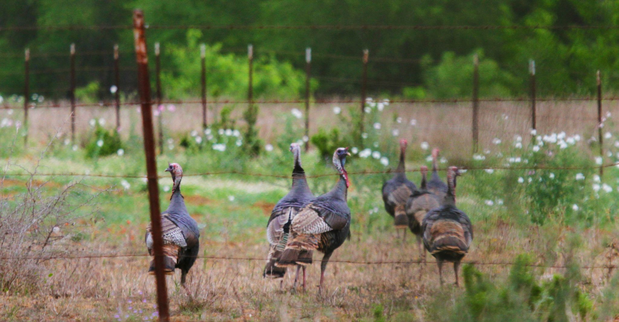 Texas Set For Spring S Rio Grande Turkey Hunting Season