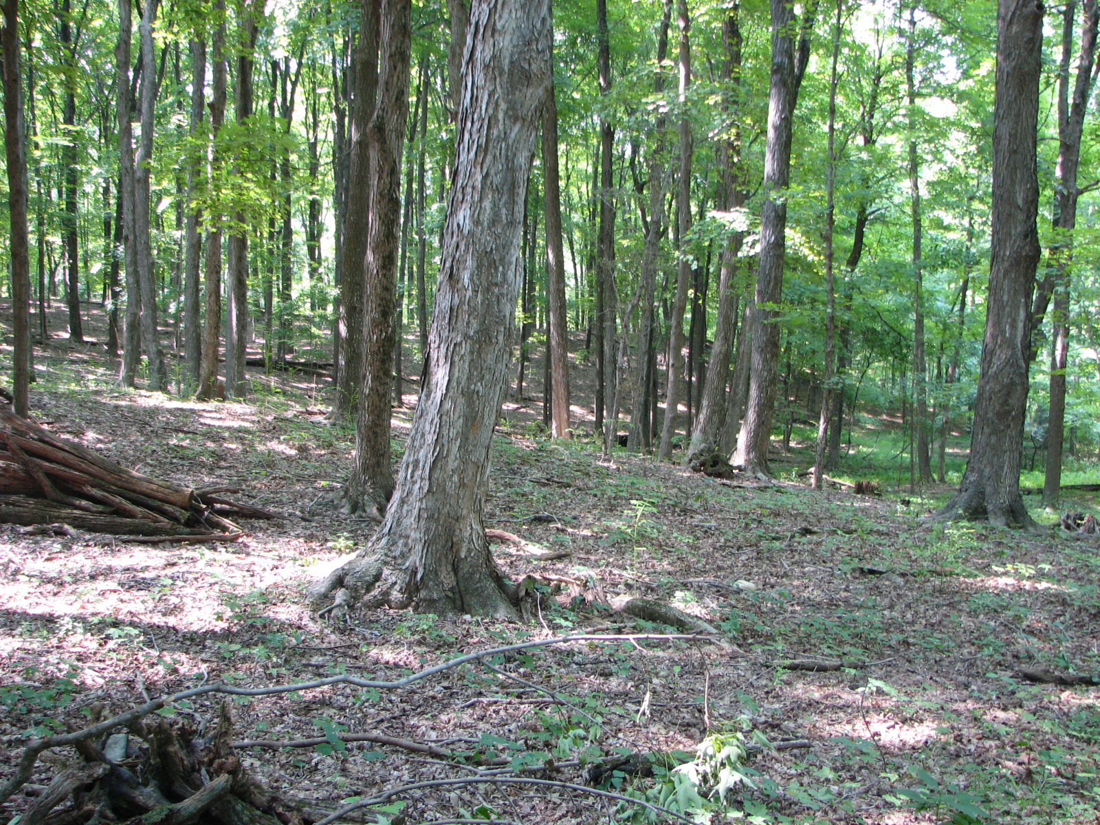 Hudson Valley takes on biggest forest killer: Deer