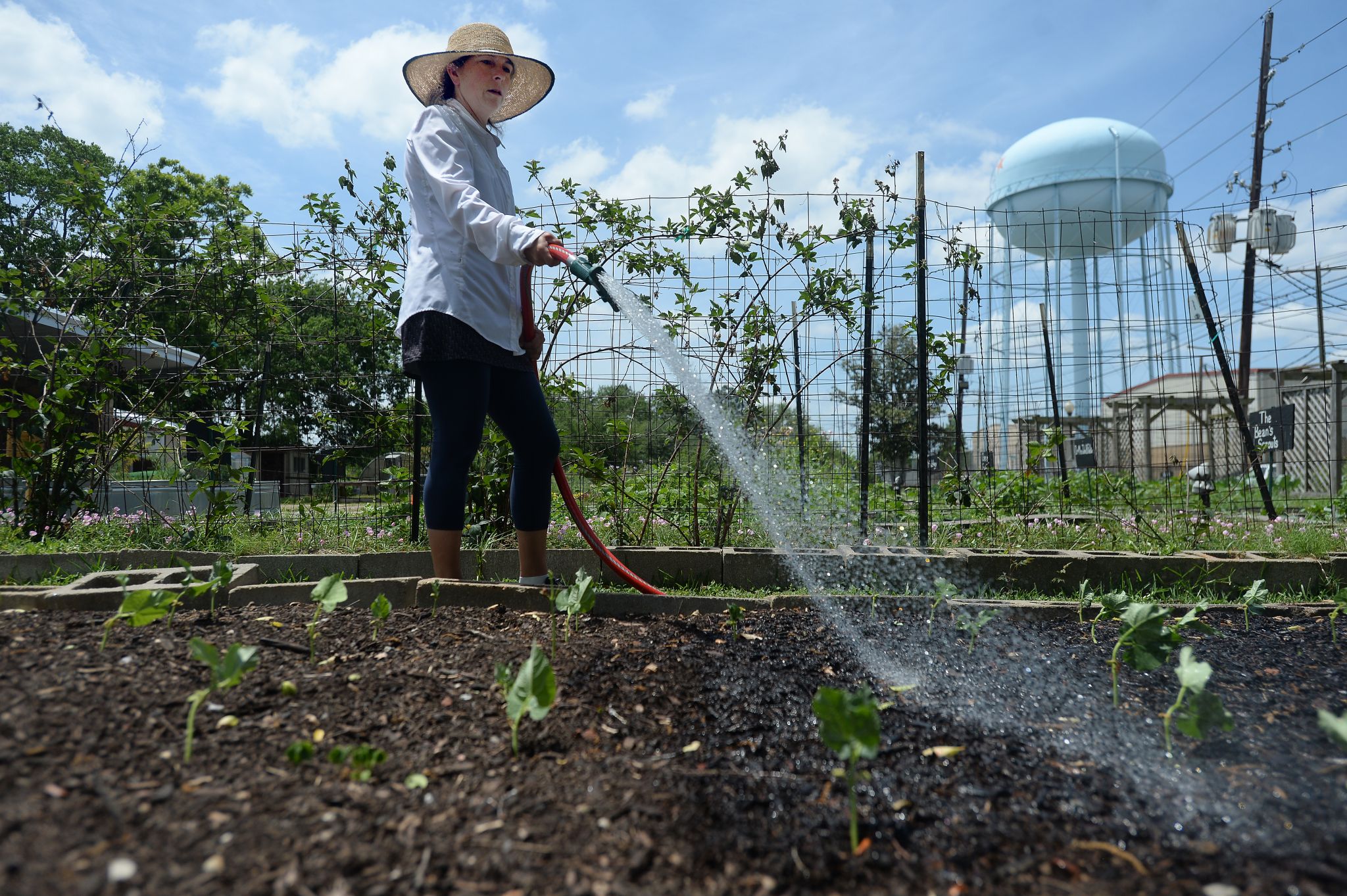 Should you water your plants in the morning or evening?