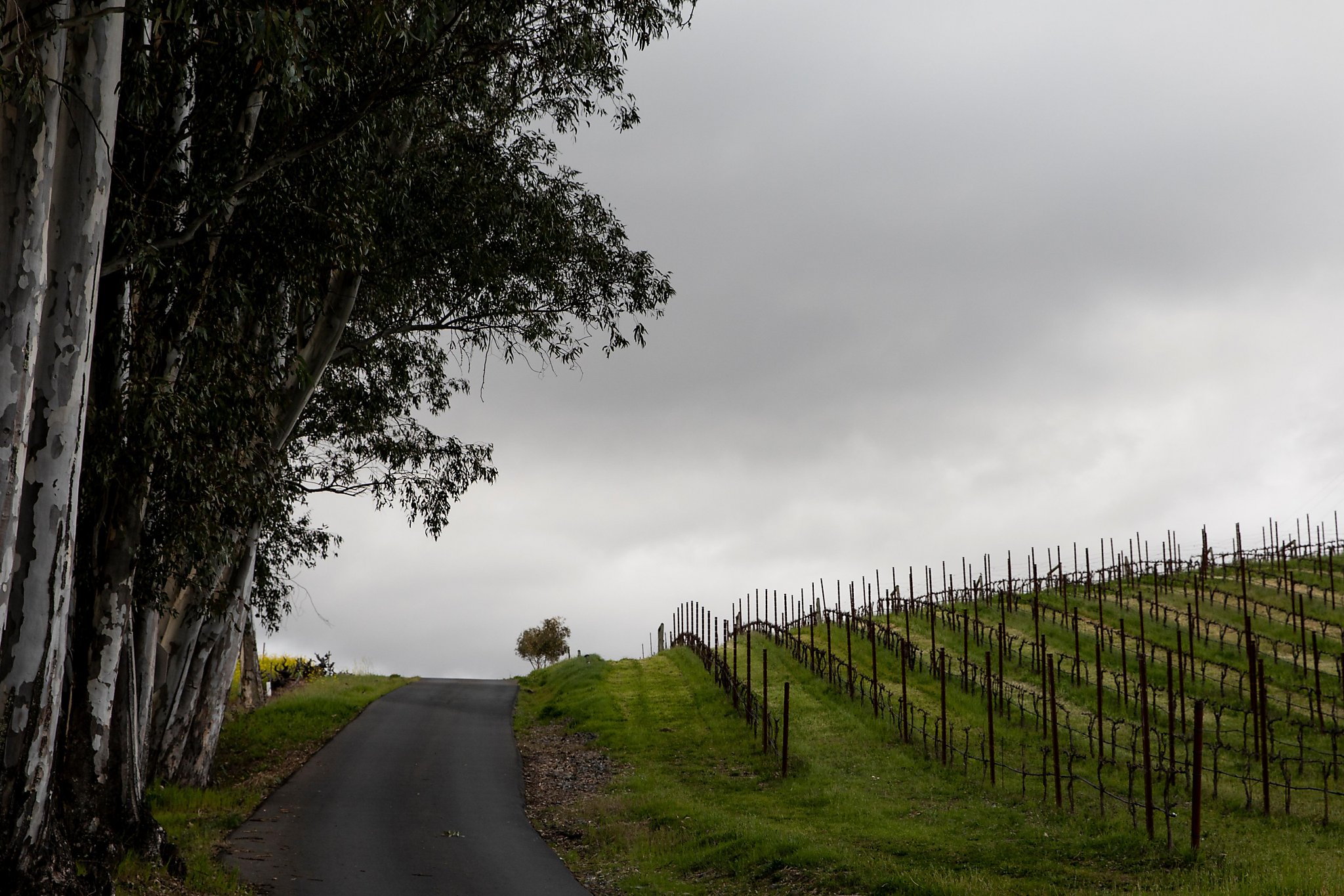 Sonoma County wine industry group to expel Dominic Foppoli's winery following sexual assault allegations - Vimarsana News