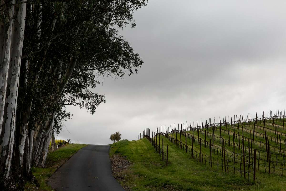 The road leading to Christopher Creek Winery, owned by Windsor mayor Dominic Foppoli, in the outskirts of Healdsburg.