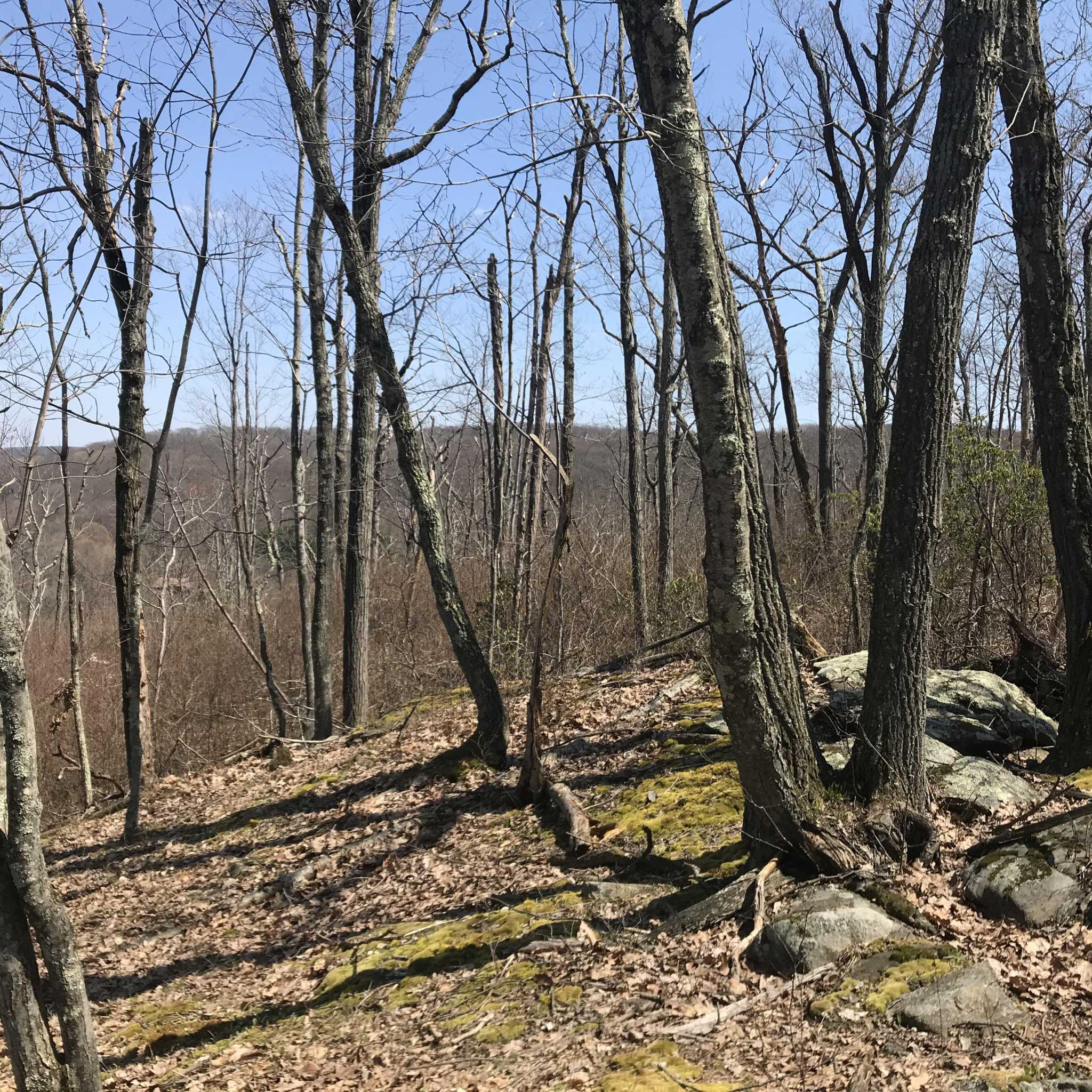 'Lungs of the town': Ridgefield to expand Bear Mountain open space with grant money - Vimarsana News