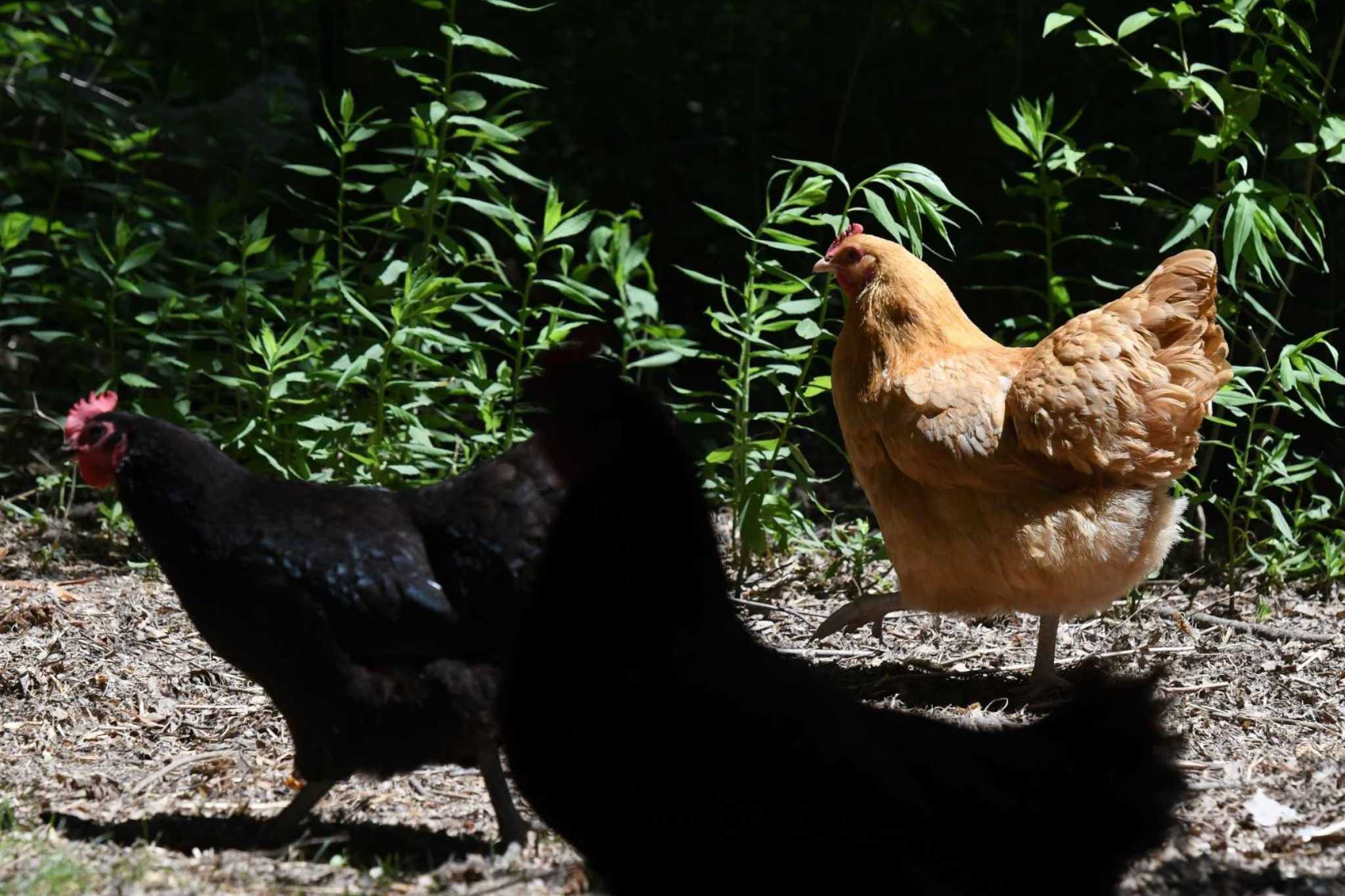 Big Rapids resident calls for more chickens allowed in city limits