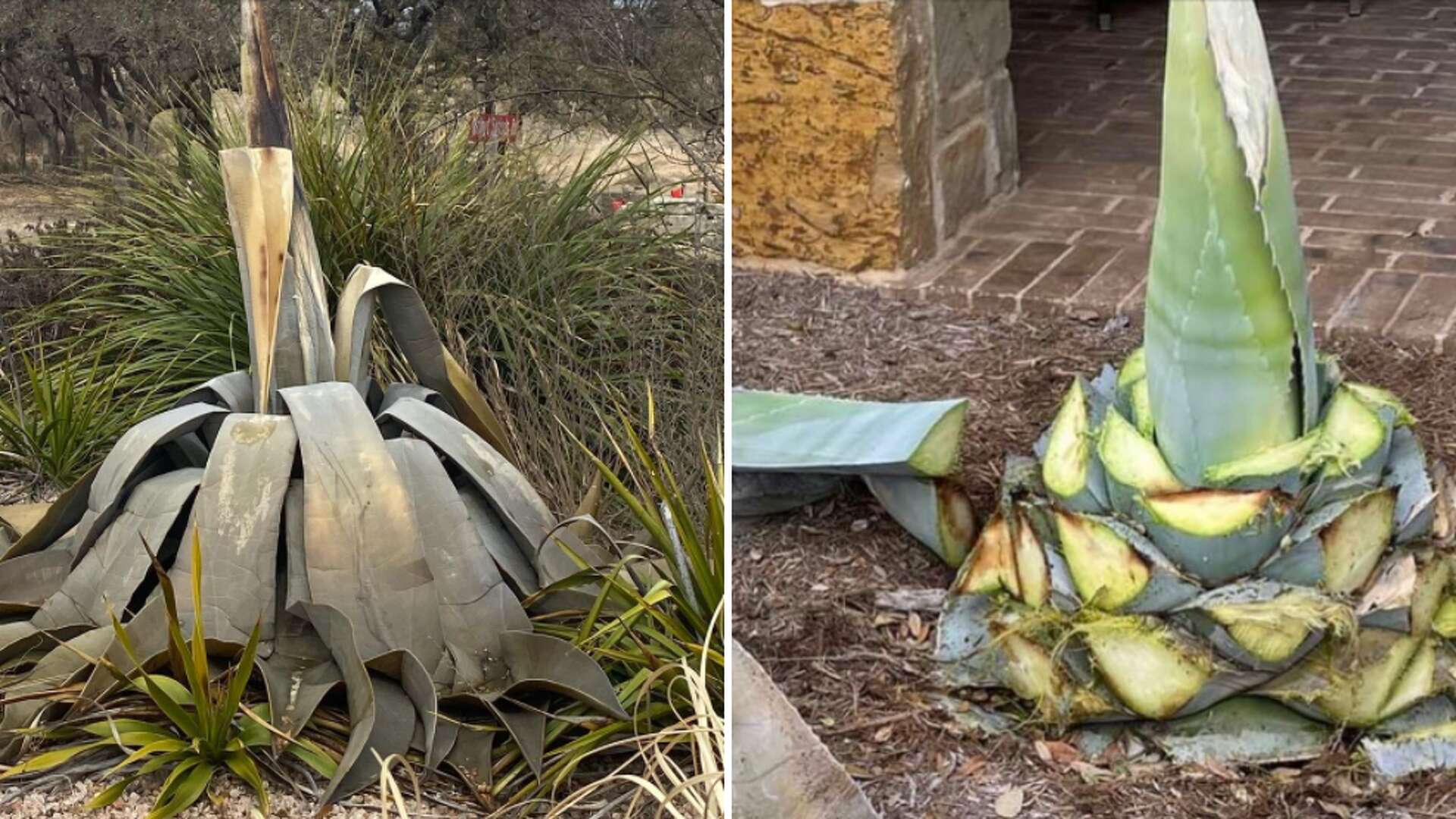 Still trying to resurrect dead agave plants? Here are some tips