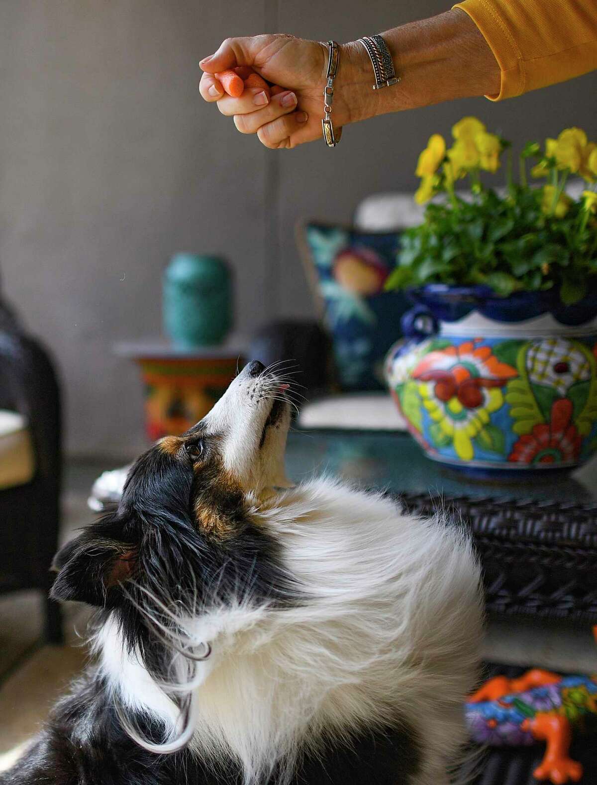Lexi, a Sheltie belonging to Steve and Candi Robinson, looks for a treat. Like a lot of dogs during the pandemic, Lexi developed the bad habit of barking too much.