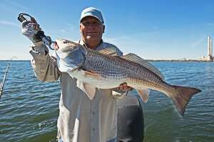 Booming redfish warming up for hot spring and summer