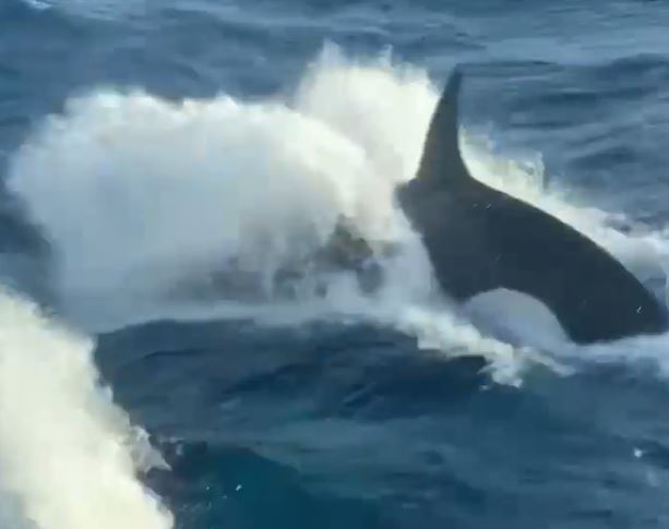 Watch: 'rare' Killer Whales Found In Galveston