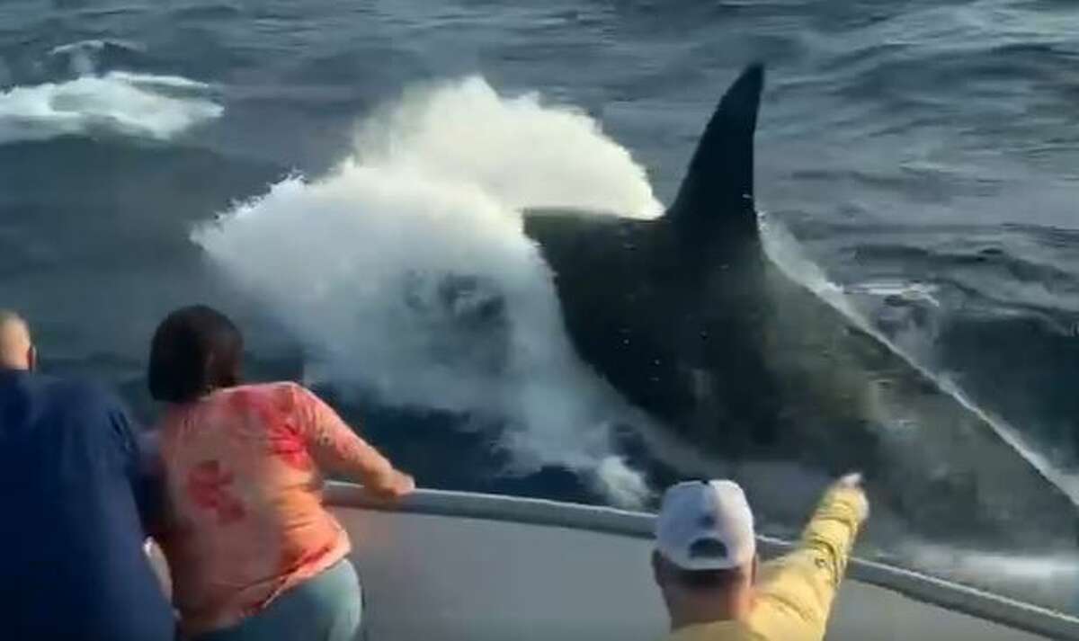 Watch 'Rare' killer whales found in Galveston