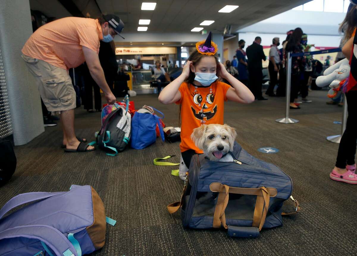 Ella Sidlow prepares dog Cookieto fly home to Honolulu at SFO in San Francisco, where a rapid coronavirus testing site provides travelers with documentation of test results.