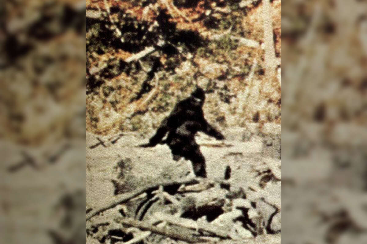 The iconic Bigfoot pose captured in the Patterson-Gimlin film.