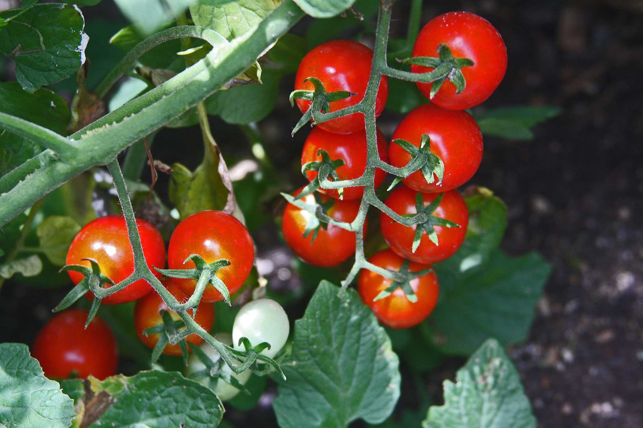 Recent rains mean that vegetable gardens are booming all across San Antonio - Vimarsana News