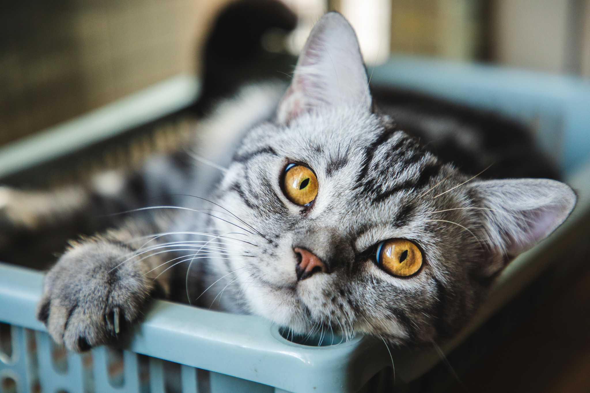 5 easy ways to make your indoor cat happier