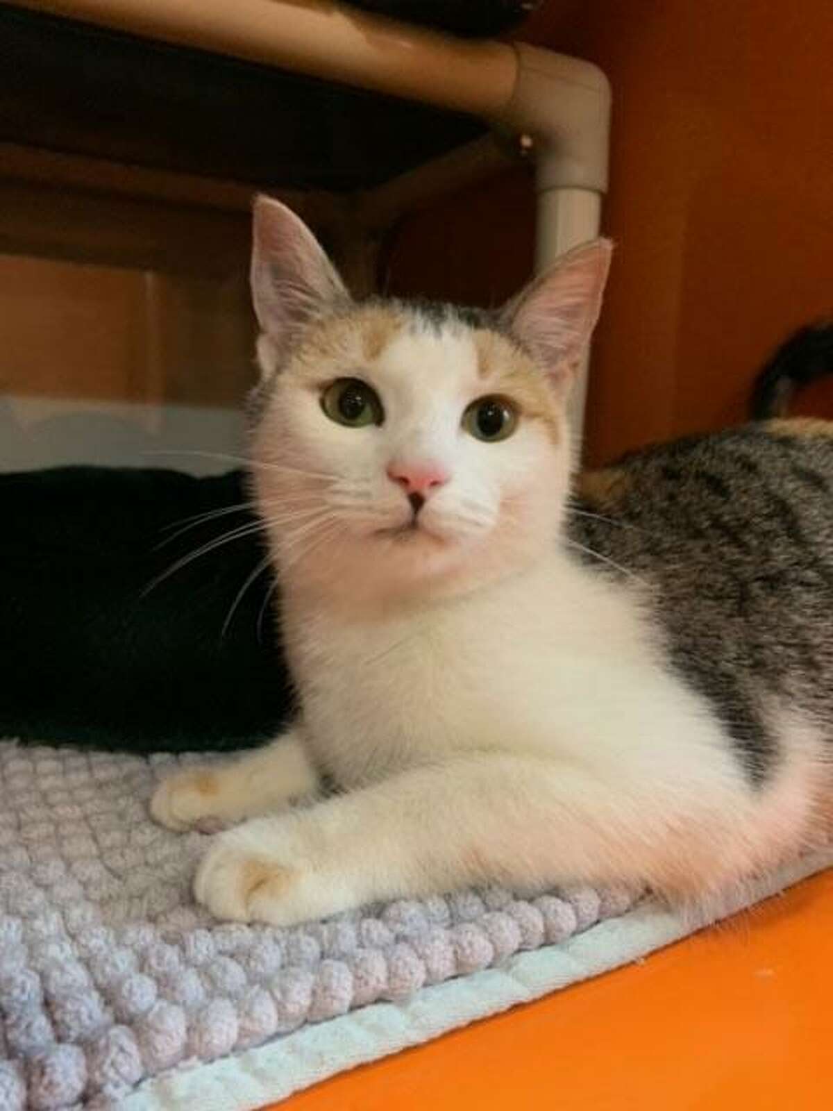 Milky Way will make a great lap cat. She is available to meet by calling the ROAR Donofrio Family Animal Shelter, 45 South St. in Ridgefield, at (203) 438-0158 for an appointment.