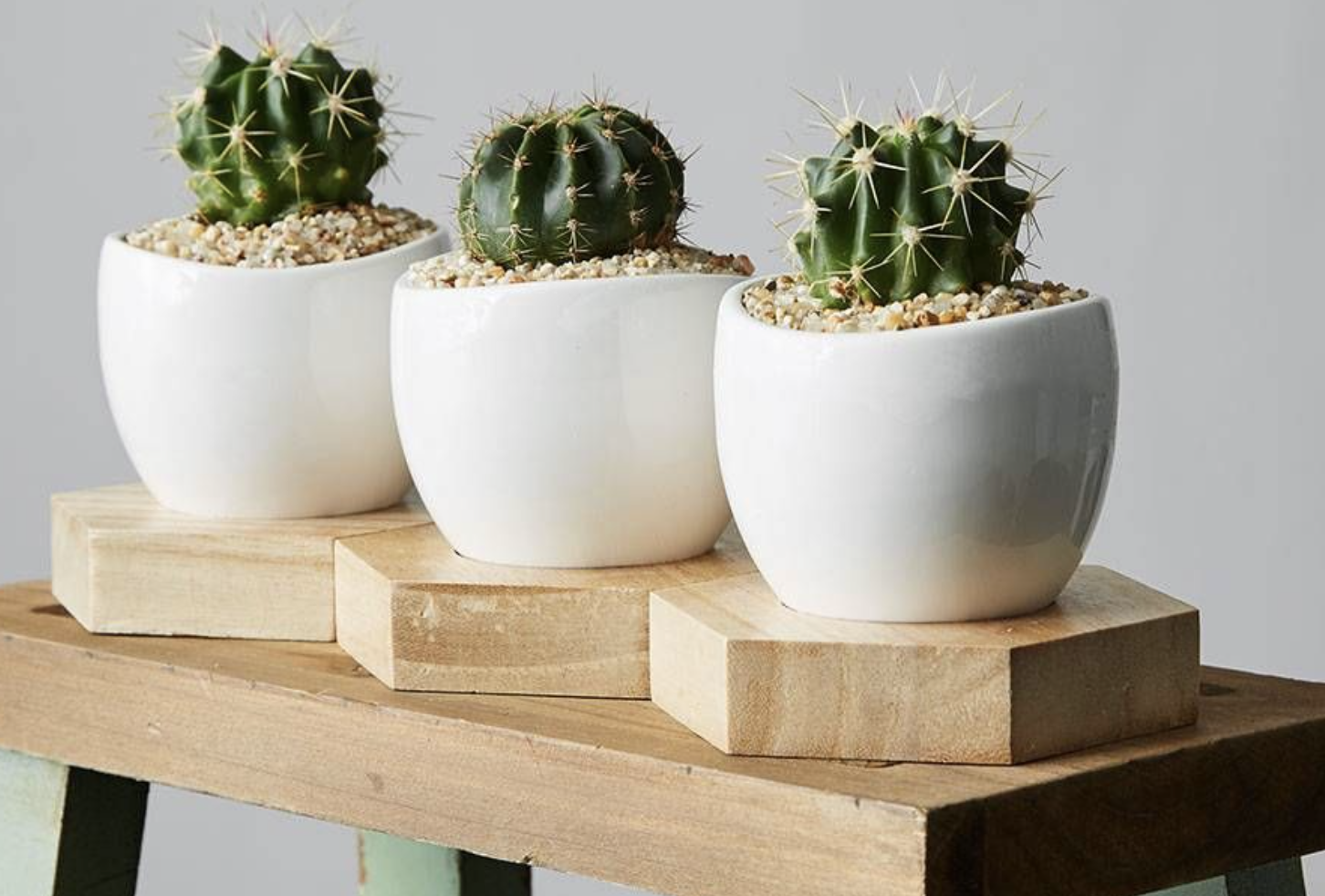 12 Indoor Plants You Don T Need A Green Thumb To Keep Alive