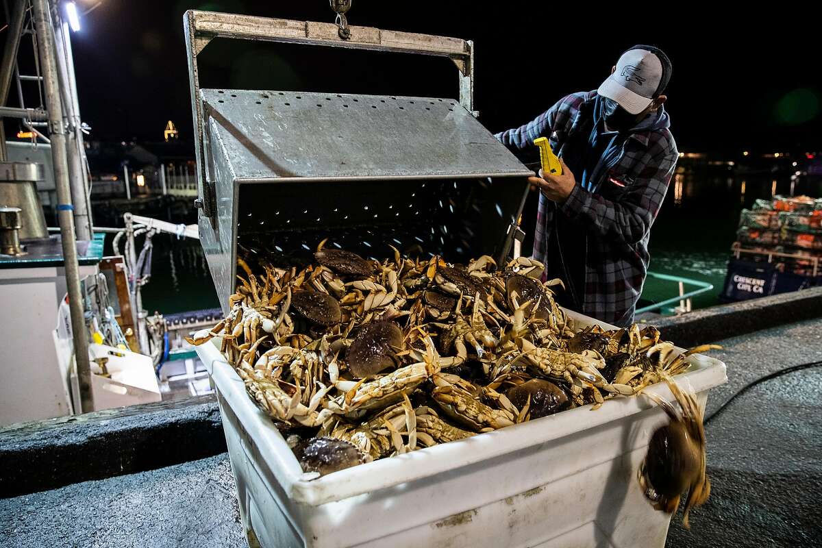 Martin Cornejo unloads a crate of live Dungeness crabs from the commercial fishing vessel Migrator into a container dockside at Pier 45 in San Francisco.