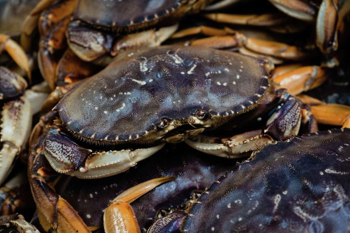 The first catches of last year’s Dungeness crab season after they arrived in San Francisco on Jan. 13, 2021.