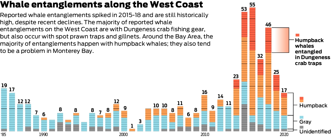 To save whales, Sen. McGuire promotes program to recover entangling  crabbing gear