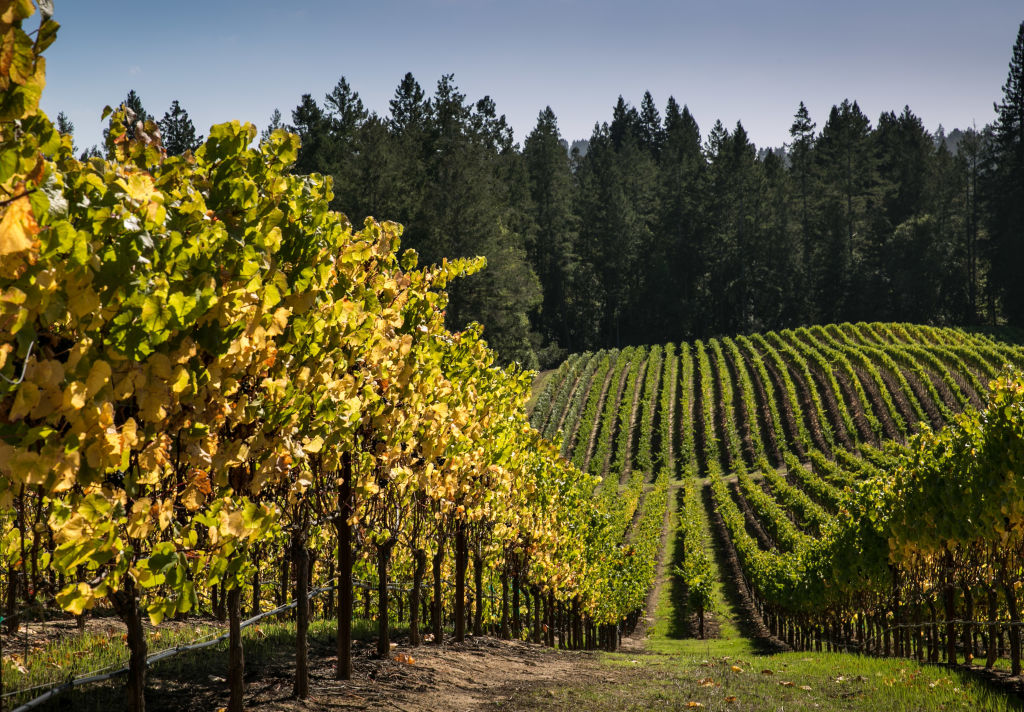 Here's the story behind that 10,000 a month Sonoma County dream job