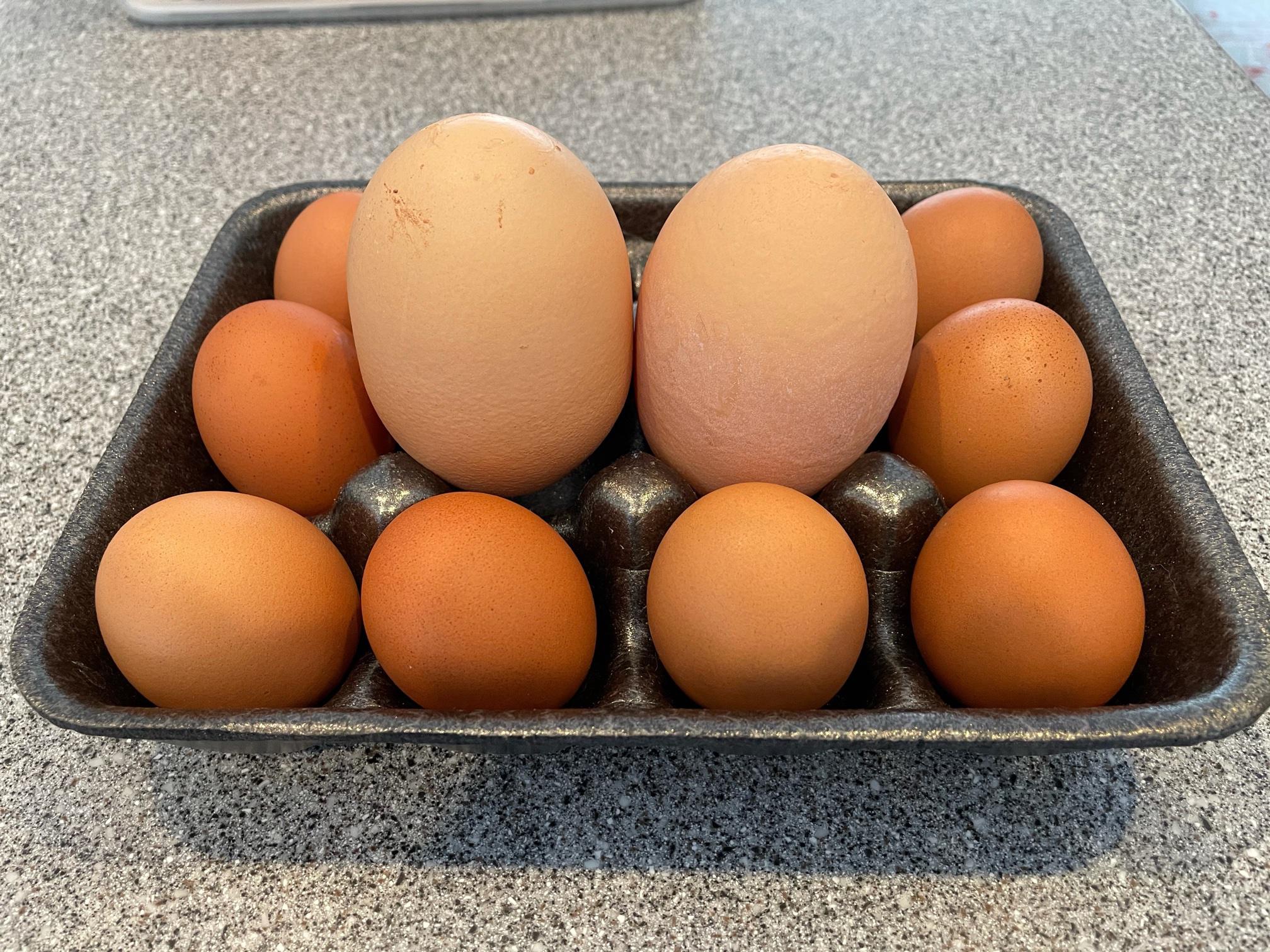 Photos: 'Monstrosity' of a chicken egg in CT contained another