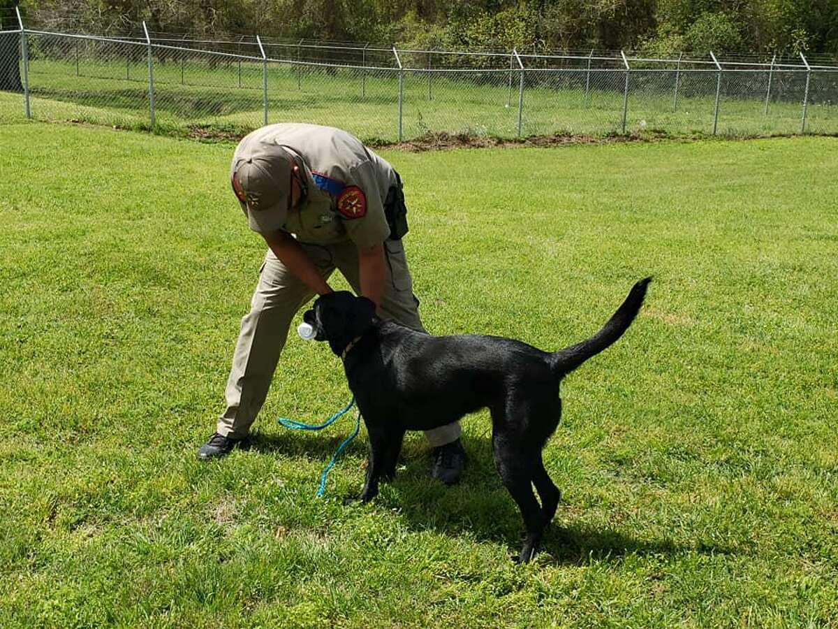 State trooper Corey Robinson plays with Dog, a former stray that might become a K-9 cop on March 23, 2021.