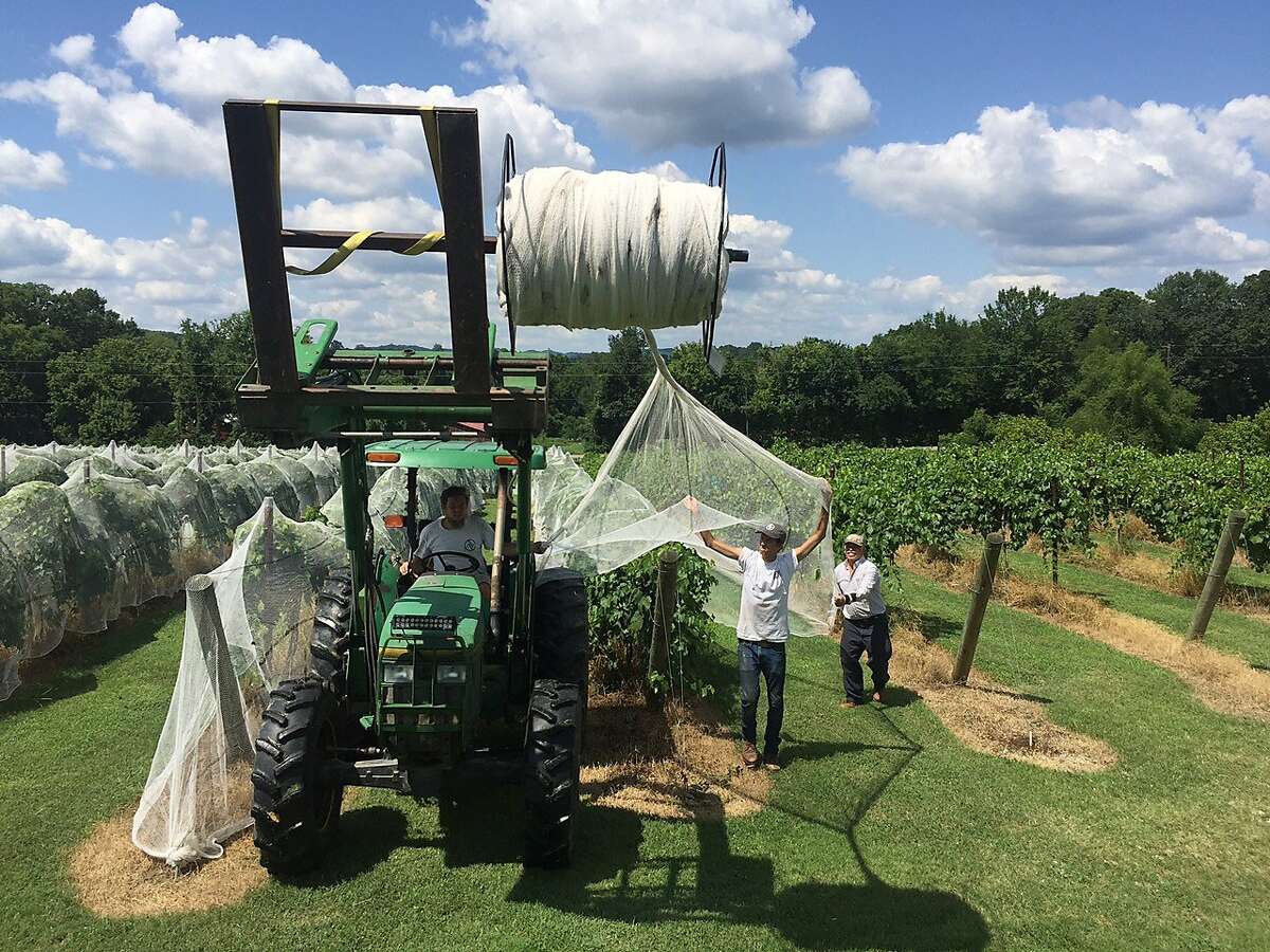 Arrington Vineyards of Nashville, Tennessee adds netting to their vines. The winery won a dozen medals at the San Francisco Chronicle Wine Competition this year.