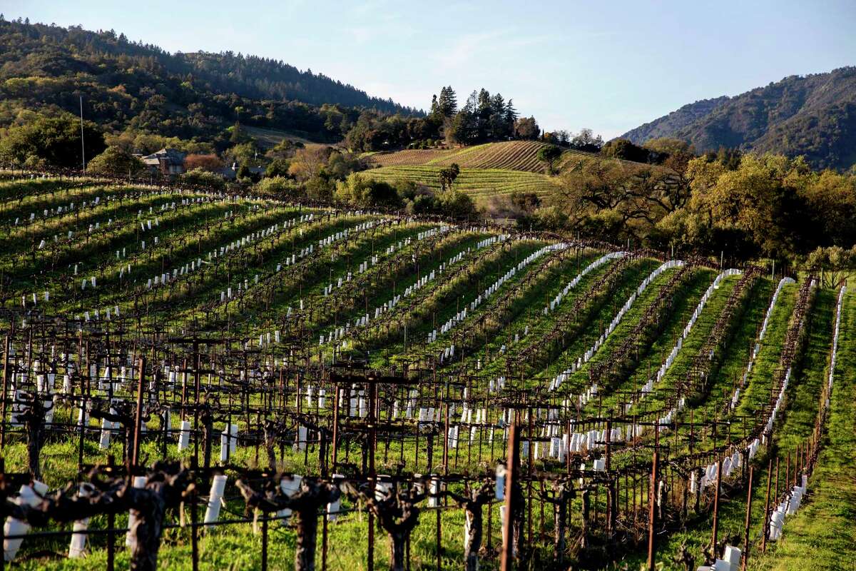 Vineyards at Matthiasson in Napa.