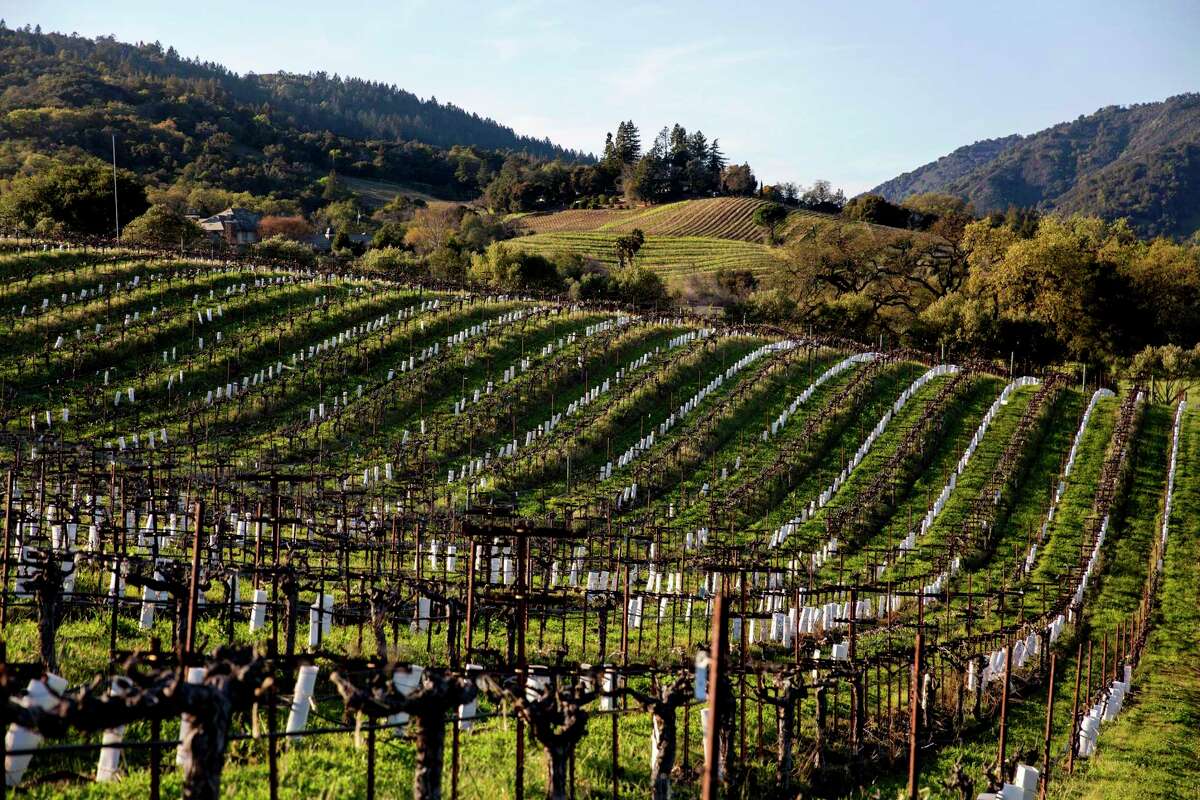 More Napa vineyards are becoming dominated by one grape variety, Cabernet Sauvignon.