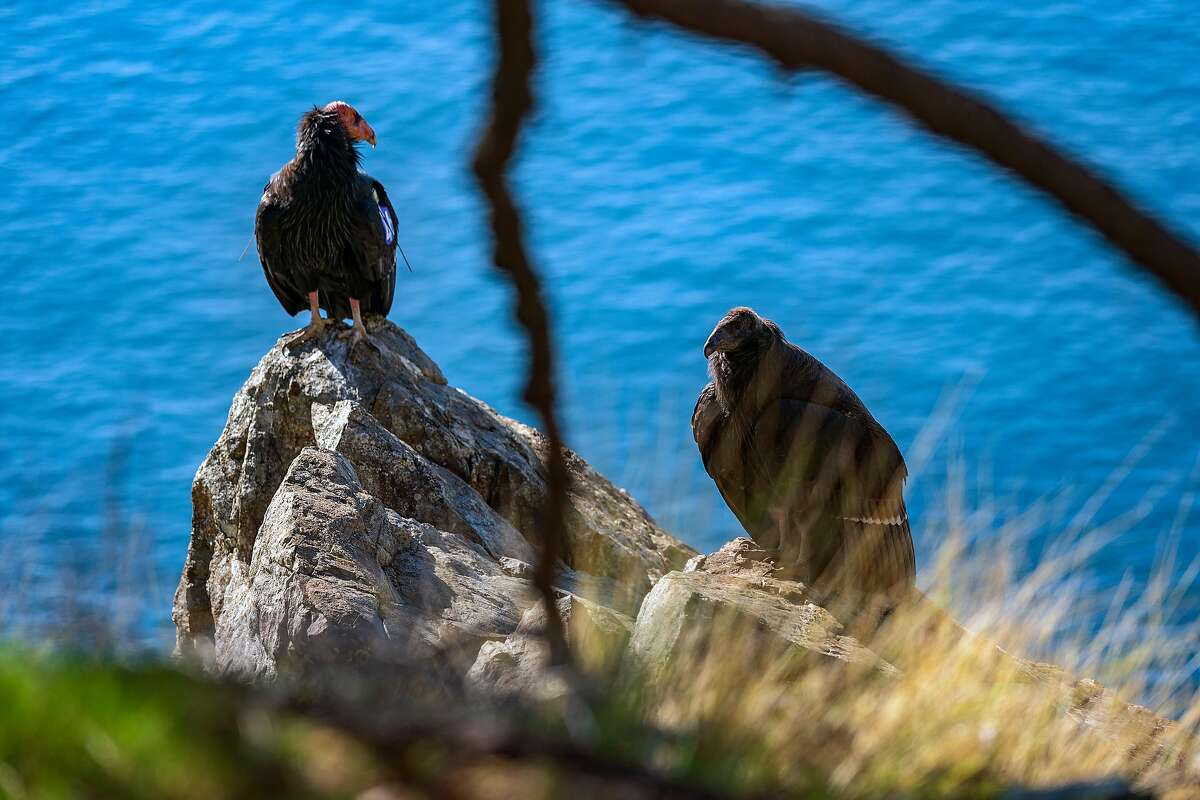 From left, Kodama, a condor tagged by the Ventana Wildlife Society, and her chick perch on a rock overlooking the coast.