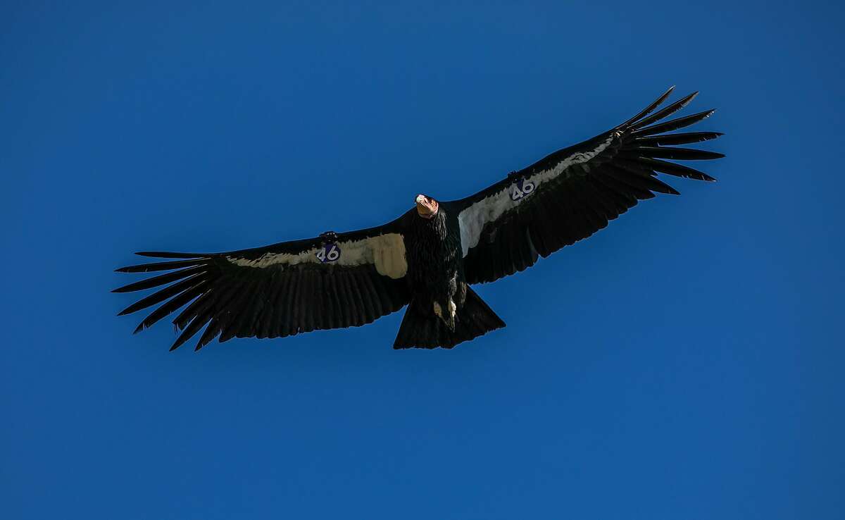 Endangered California condor to return to far Northern California for ...