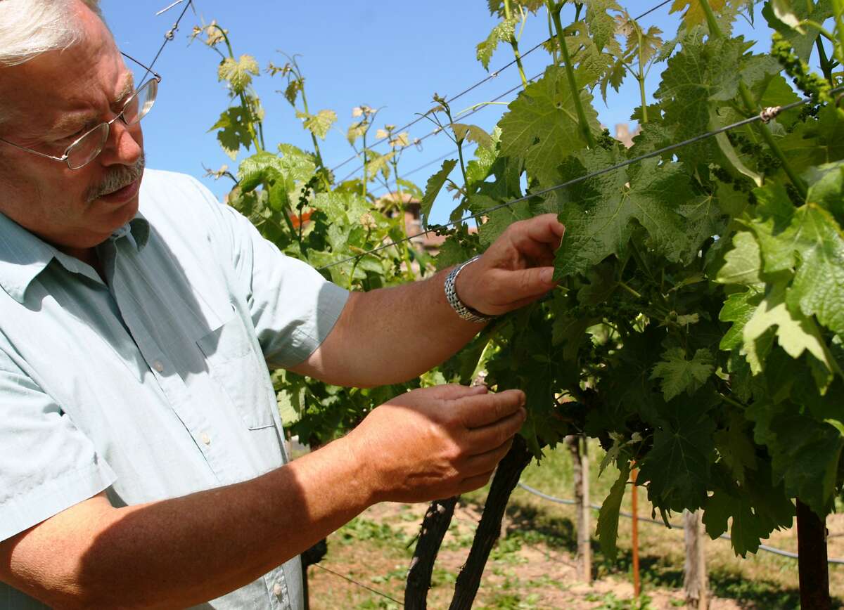 Winemaker Brooks Painter inspects vines at V. Sattui Winery.